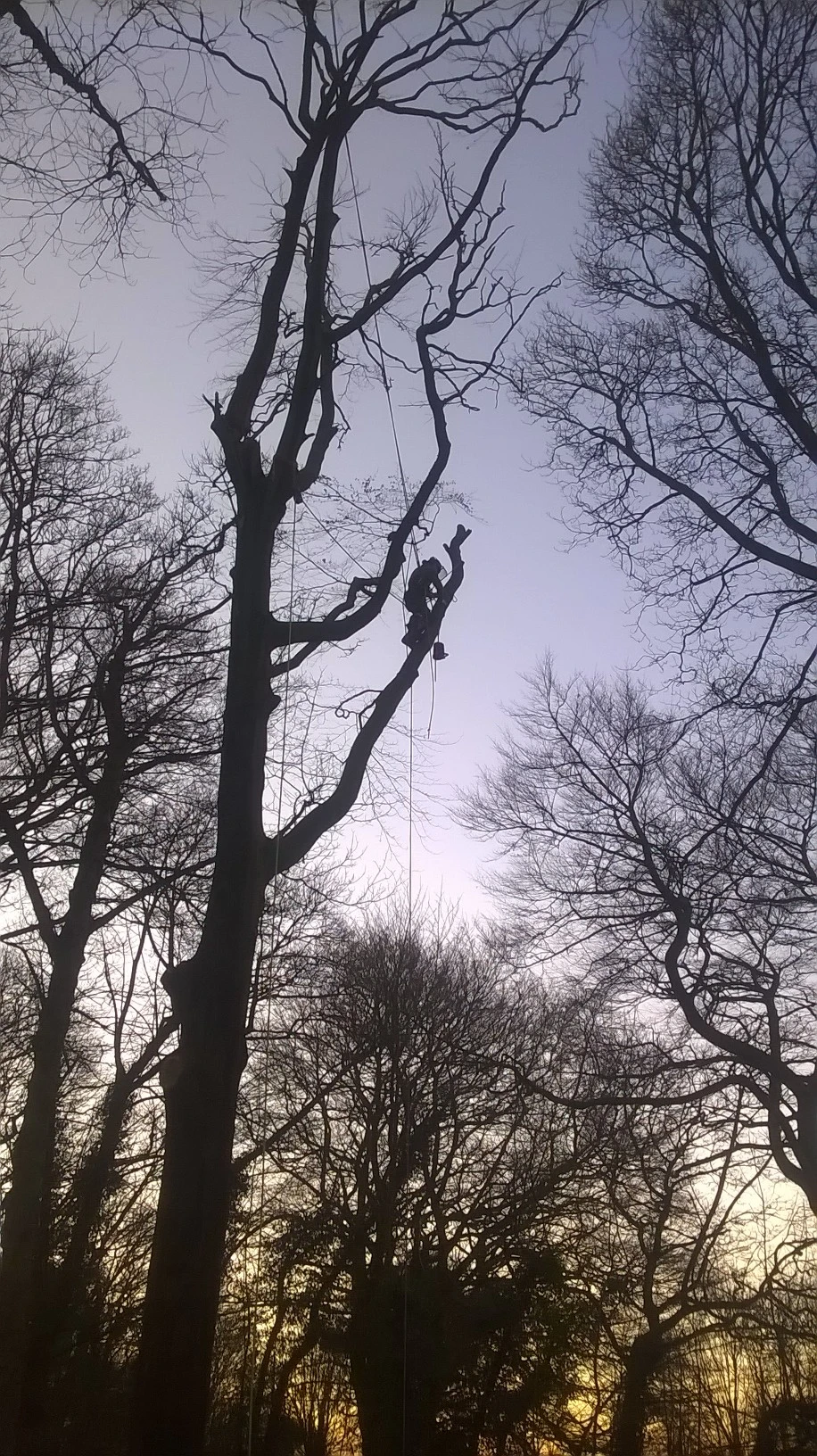 Controlled tree dismantling on a constrained site