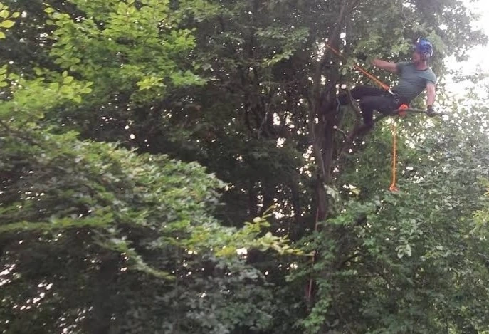 Arborist working in a tree crown during pruning work