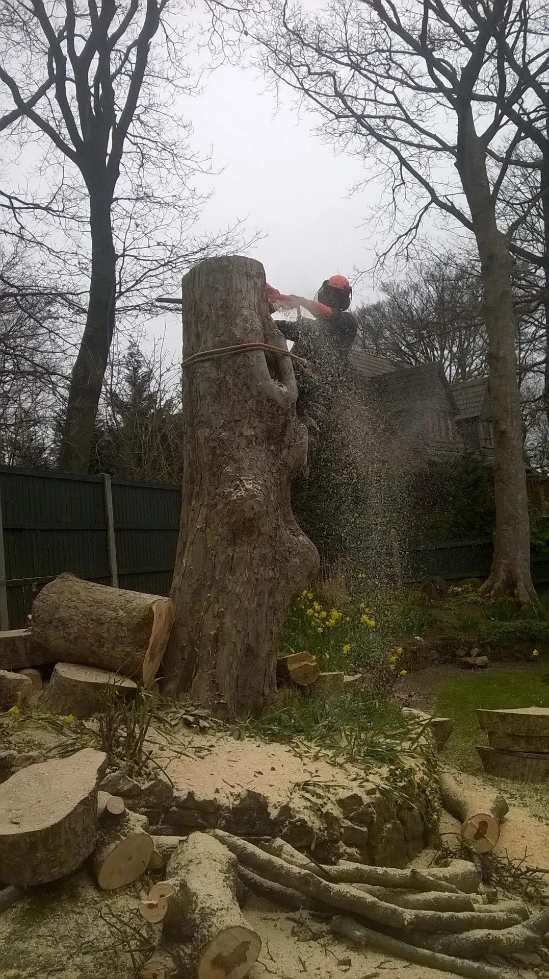 Large tree dismantling work in progress