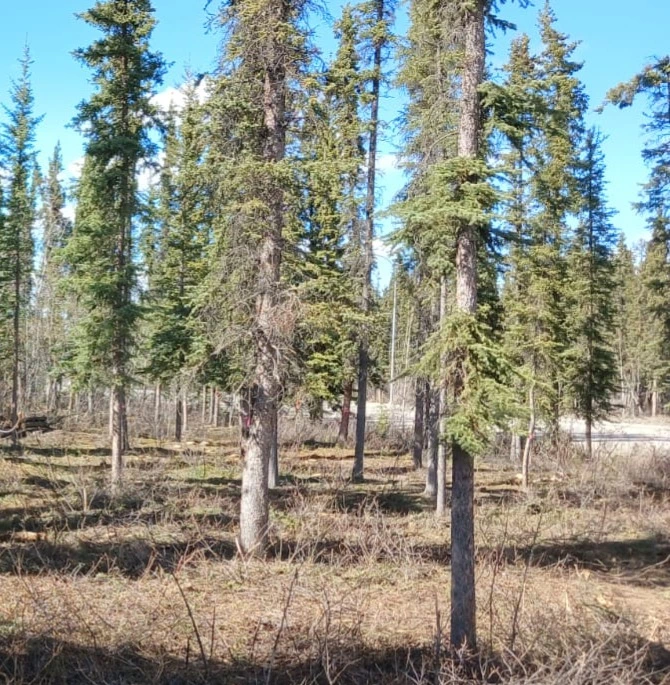 Completed FireSmart vegetation management work in a developed area