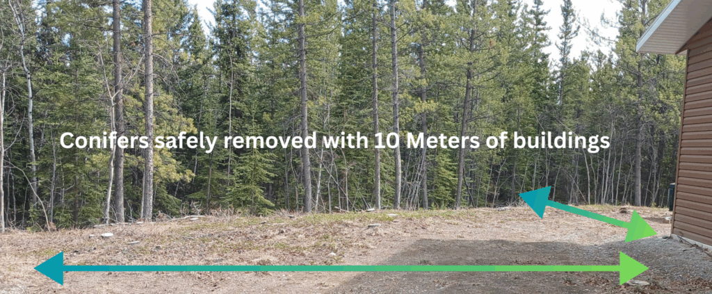 Conifers removed near buildings to improve defensible space