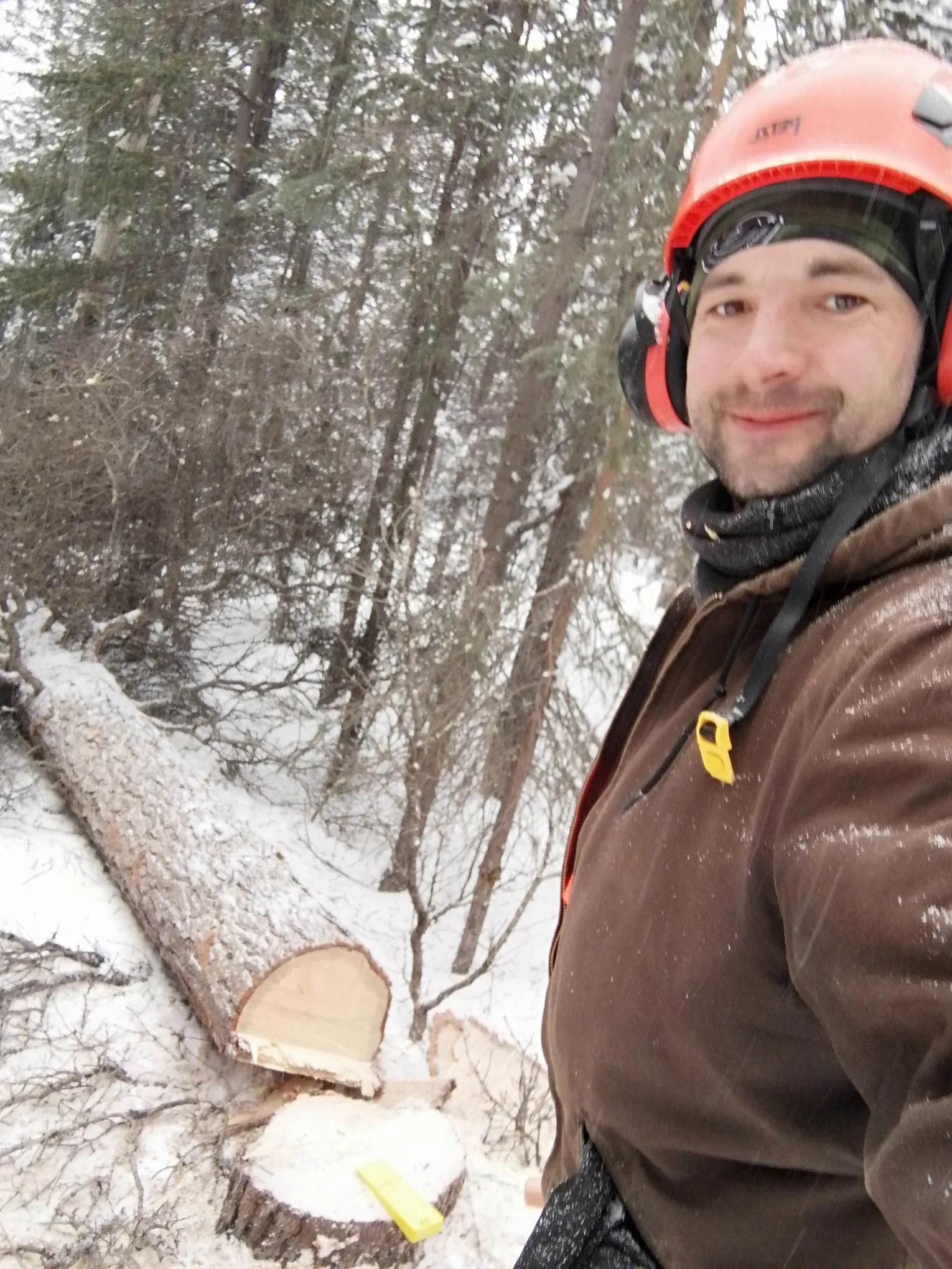 Freshly felled spruce during firewood harvesting