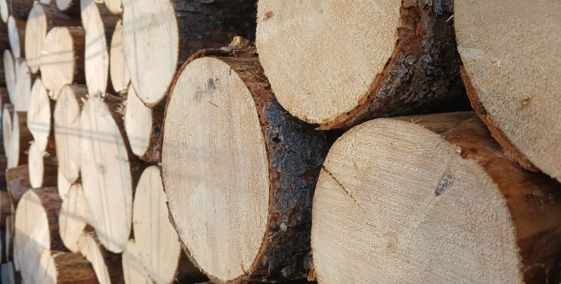 Bucked spruce from a Yukon fuelwood harvest ready for processing